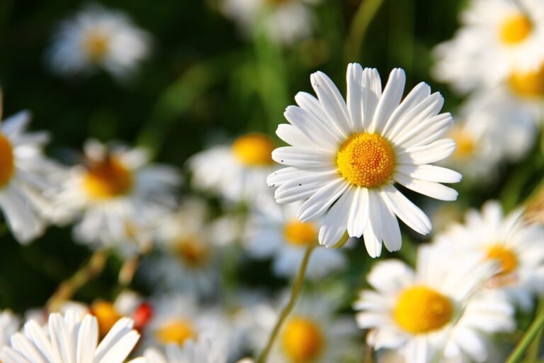 flower, daisy, meadow